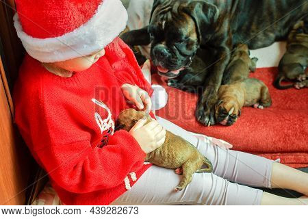 A Little Girl In A Santa Hat Sits Next To A Nursing German Boxer Dog, Holding One Of The Newborn Pup