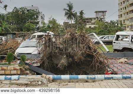 Howrah, West Bengal, India - 31st May 2020 : Super Cyclone Amphan Uprooted Tree And The Force Raised