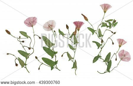 Pressed And Dried Delicate Transparent Bindweed Flowers Isolated On A White Background. For Use In S