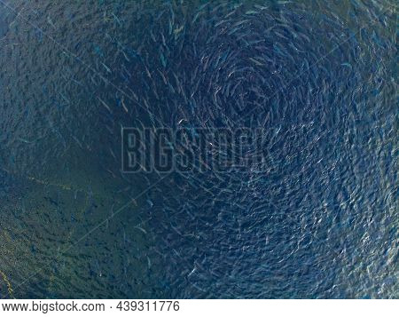 Rainbow Trout Jumps Out Of Water While Feeding On Fish Farm. Concept Aquaculture Pisciculture