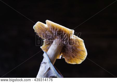 The Mexican Magic Mushroom Is A Psilocybe Cubensis, A Specie Of Psychedelic Mushroom Whose Main Acti