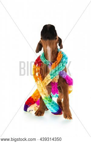 Young boxer puppy with guirlandes looking up on white background