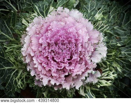 Beautiful  Crinkly Leaves Of Ornamental Kale Brassica Oleracea Acephala Strewn With Morning Dew Drop