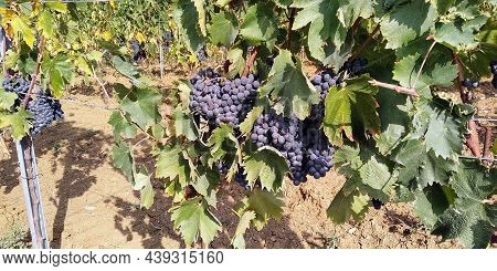It Is A Ripe Sangiovese Grape On A Vine In A Vineyard In Tuscany, Italy.