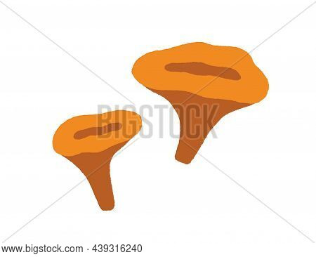 Chanterelles, Big And Small Mushrooms Composition. Autumn Forest Food. Fall Edible Cantharellus Fung