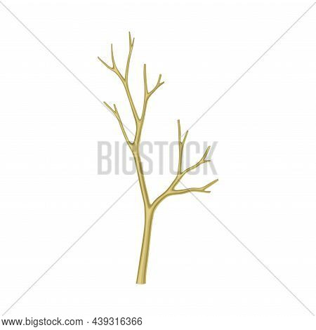 Bare Tree Branch Or Twigs With Naked Stem And Snag Vector Illustration