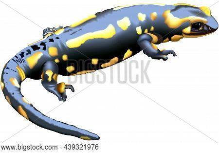 Fire Salamander (salamandra Salamandra) - Black Amphibian With Yellow Stains As Colored Illustration