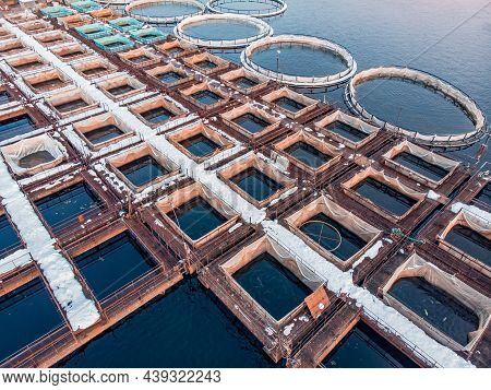 Fish Farm For Breeding Cages For Sturgeon Fry. Concept Aquaculture Pisciculture, Aerial Top View