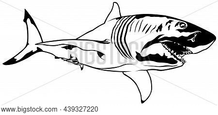 Drawing Of Great White Shark (carcharodon Carcharias) - Black Illustration Isolated On White Backgro