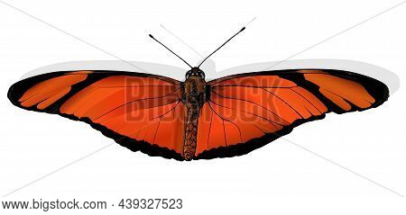 Julia - Beautiful Butterfly Dryas Iulia Isolated On White Background, Vector Illustration