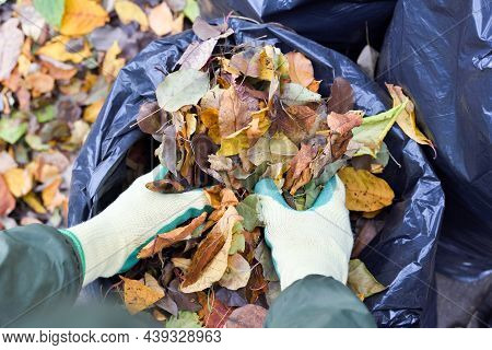 Top View Of Hands In Gloves Putting Autumn Leaves In A Plastic Bag. Using The Leaves As Organic Mate