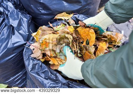 Hands In Gloves Putting Autumn Leaves In A Plastic Bag. Using The Leaves As Organic Material In The 