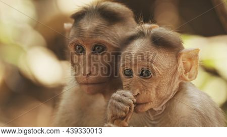 Goa, India. Bonnet Macaque - Macaca Radiata Or Zati With Newborn Sitting On Ground. Monkey With Infa