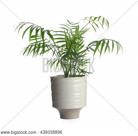 Beautiful Small Green Palm In Pot Isolated On White. Interior Accessory