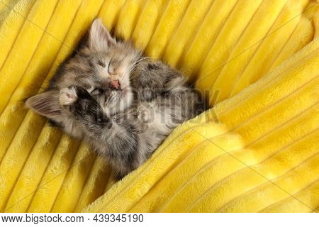 Cute Kitten Sleeping In Soft Yellow Blanket, Above View