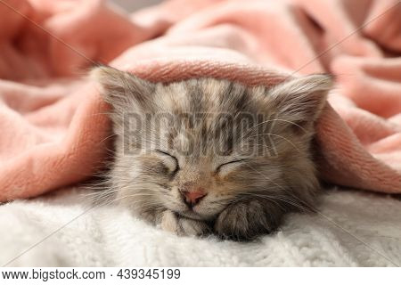 Cute Kitten Sleeping In Blankets. Baby Animal