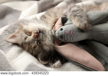 Cute Kitten Sleeping With Toy On Blanket