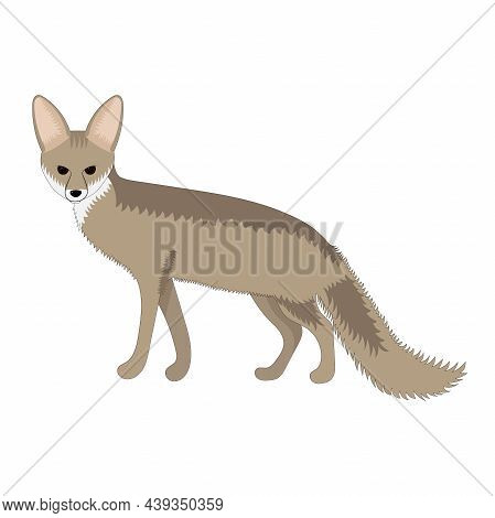 Blanford's Fox Vector Illustration Isolated On A White Background. Adult Fox. Vulpes Cana Fox.