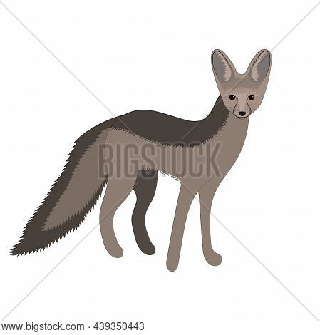 Cape Fox Vector Illustration. Wild Mammal Animal.