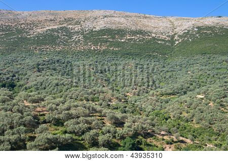 paysage rural avec d'oliviers dans le sud de l'Albanie