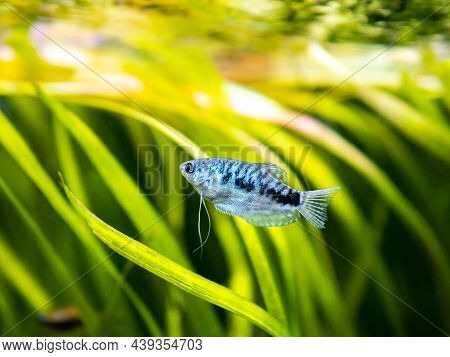 Blue Gourami Fish (trichopodus Trichopterus) Isolated In A Fish Tank With Blurred Background