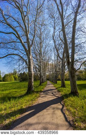 Plane alley in the castle park in Straznice, Southern Moravia, Czech Republic
