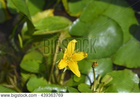 Yellow Floating Heart Flower - Latin Name - Nymphoides Peltata