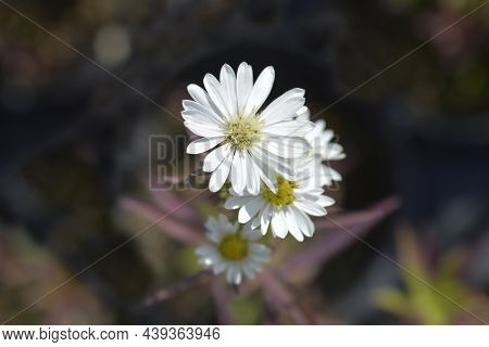 New York Aster Starletta White - Latin Name - Symphyotrichum Novi-belgii Starletta White (aster Novi