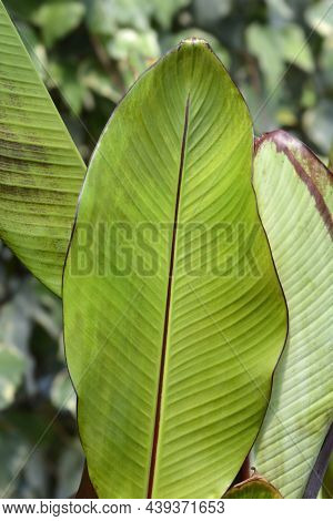 Ethiopian Black Banana Leaves - Latin Name - Ensete Ventricosum Maurelii