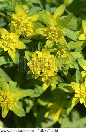Cushion Spurge Yellow Flowers - Latin Name - Euphorbia Epithymoides (euphorbia Polychroma)