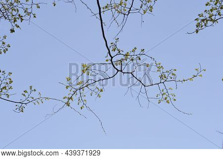 Common Hackberry Branches Against Blue Sky - Latin Name - Celtis Occidentalis