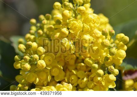 Oregon Grape Yellow Flowers - Latin Name - Berberis Aquifolium (mahonia Aquifolium)
