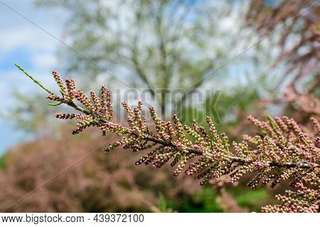 Many Vivid Pink Flowers And Small Buds Of Tamarix, Tamarisk Or Salt Cedar Tree In A Sunny Spring Gar
