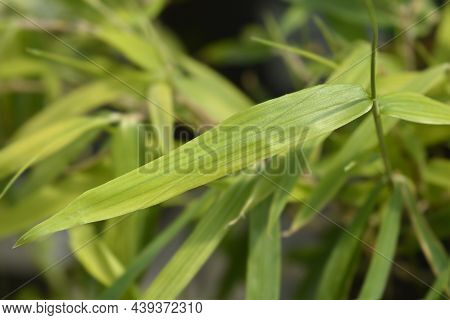 Pygmy Bamboo Leaves - Latin Name - Pleioblastus Pygmaeus Distichus