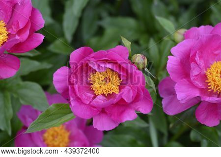 Pink Fragrant Peony Virgilius - Latin Name - Paeonia Lactiflora Virgilius