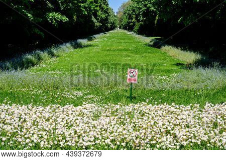 Bucharest, Romania, 9 May 2021:minimalist Garden Landscape With Linden Trees And Green Leaves Near A