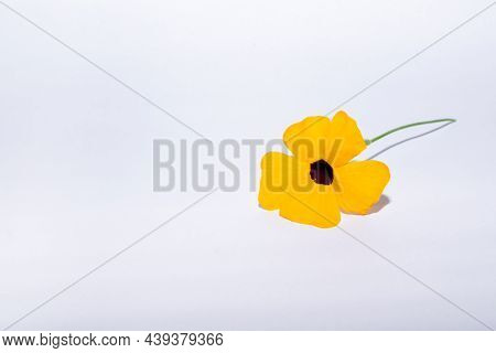 Yellowish Orange Colored Black-eyed Susan Vine Plant Flower Isolated On White Background. It Is A Co