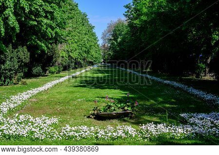Landscape With Green Trees, Leaves And Grass And Many Small Blue Forget Me Not Or Scorpion Grasses F