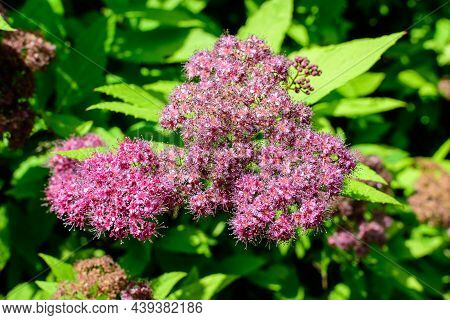 Close Up Of Large Branch With Delicate Pink Flowers Of Spiraea Nipponica Genpei Shrub In Full Bloom 