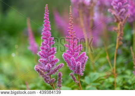 False Goatsbeard (astilbe Arendsii) Flowers