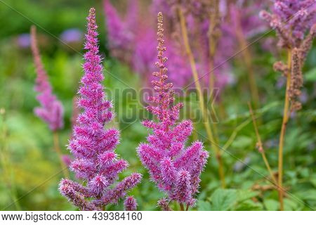 False Goatsbeard (astilbe Arendsii) Flowers