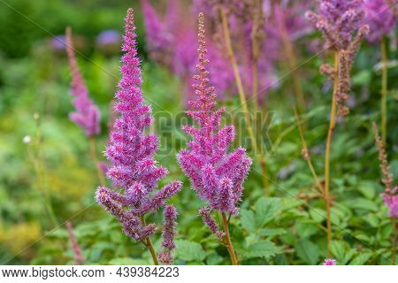 False Goatsbeard (astilbe Arendsii) Flowers