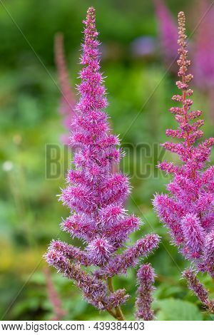 False Goatsbeard (astilbe Arendsii) Flowers