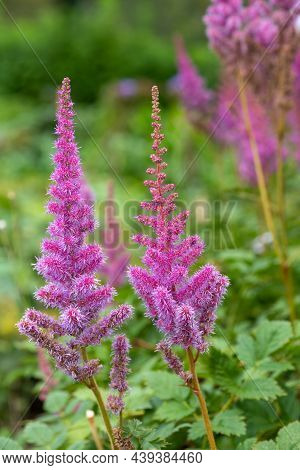 False Goatsbeard (astilbe Arendsii) Flowers