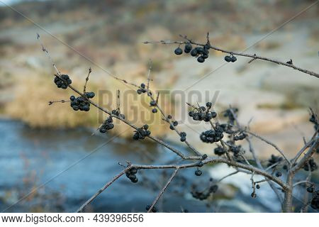 Blue Blackthorn Berries Ripen On The Bushes. Blackthorn Branches Against The Background Of The Stepp