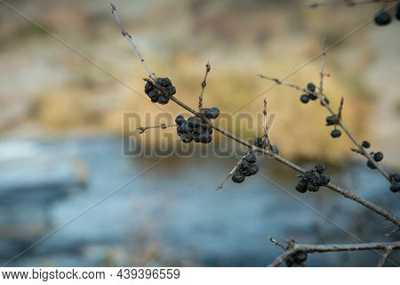 Blue Blackthorn Berries Ripen On The Bushes. Blackthorn Branches Against The Background Of The Stepp