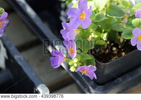 Purple And Yellow Delicated Flowers On A Water Hyssop