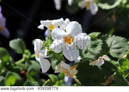 White And Yellow Delicated Flowers On A Water Hyssop