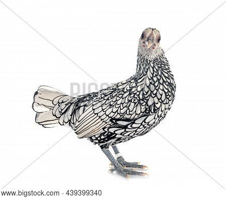 Sebright Chicken In Front Of White Background
