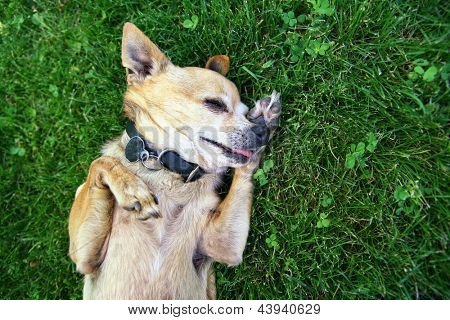 bystry chihuahua, stanowiąc dramatyczne